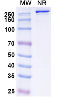 HLA-G1 Human Monoclonal Antibody