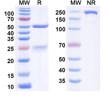 CD66a/CEACAM1 Human Monoclonal Antibody