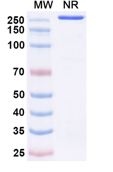 CD371/CLEC12A Human Monoclonal Antibody