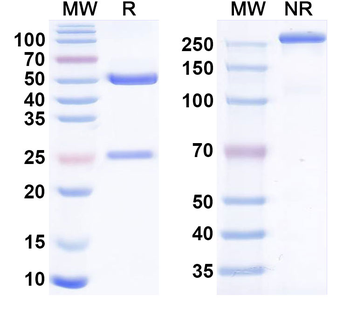 CD269/TNFRSF17/BCMA Human Monoclonal Antibody