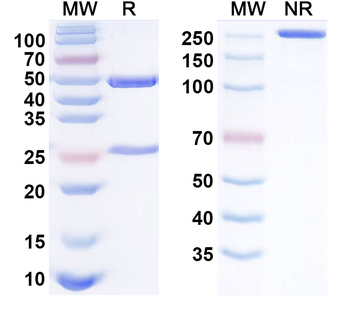 TIM-3 & PD-L1 Human Monoclonal Antibody