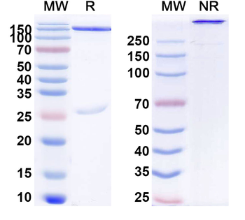 Nebratamig Human Monoclonal Antibody
