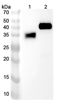 Nebratamig Human Monoclonal Antibody