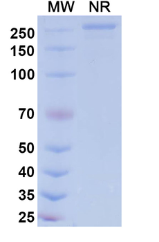 Human EDNRA/Endothelin R Type A Reference Antibody (Patecibart, RUO)