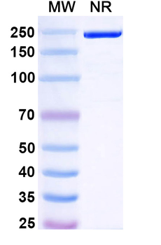 Oberotatug Human Monoclonal Antibody