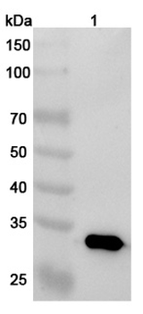 Oberotatug Human Monoclonal Antibody