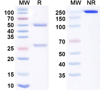 Human IL-31RA Reference Antibody (Nolavetbart, RUO)