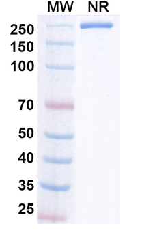 Iluzanebart Human Monoclonal Antibody