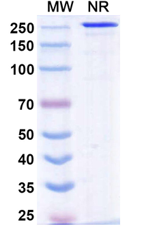 Sovipostobart Human Monoclonal Antibody