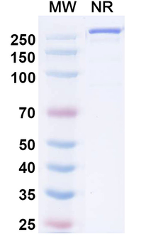 Muzastotug Human Monoclonal Antibody