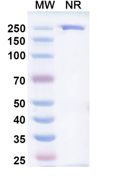 Firastotug Human Monoclonal Antibody