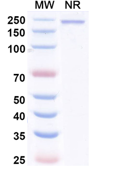 Enlonstobart Human Monoclonal Antibody
