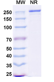 Human TL1A/TNFSF15 Reference Antibody (Duvakitug, RUO)