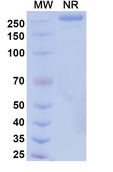 Suvemcitug Human Monoclonal Antibody