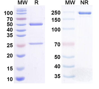 CD39/ENTPD1 Human Monoclonal Antibody