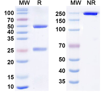 CD172a/SIRPA Human Monoclonal Antibody