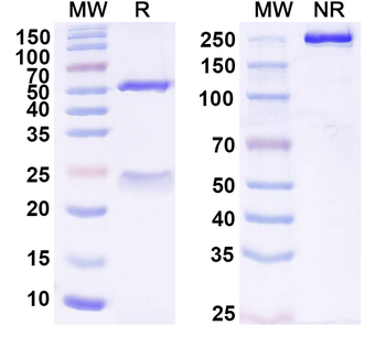 TERM2 Human Monoclonal Antibody