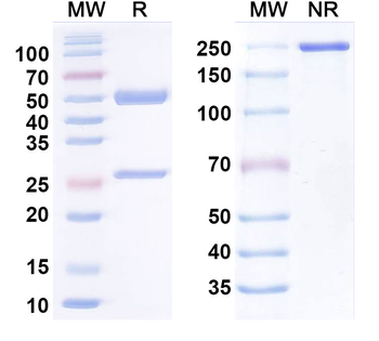 TERM2 Human Monoclonal Antibody