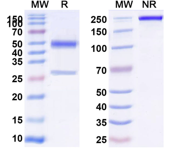 CD39/ENTPD1 Human Monoclonal Antibody