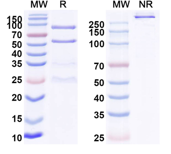 Ensomafusp Alfa Human Monoclonal Antibody