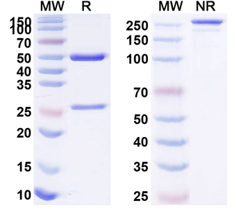 Sonepcizumab Human Monoclonal Antibody