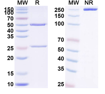 CD266/TNFRSF12A Human Monoclonal Antibody
