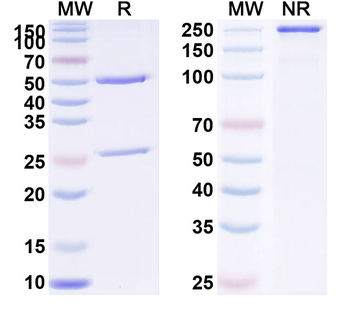 CD133/PROM1 Human Monoclonal Antibody