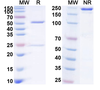 CD314/KLRK1/NKG2D Human Monoclonal Antibody
