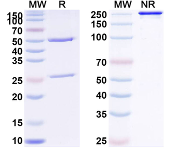 CD314/KLRK1/NKG2D Human Monoclonal Antibody
