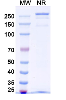 NTN1/Netrin-1 Human Monoclonal Antibody