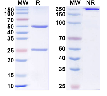 CD309/KDR/VEGFR-2 Human Monoclonal Antibody
