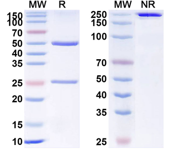 CD309/KDR/VEGFR-2 Human Monoclonal Antibody