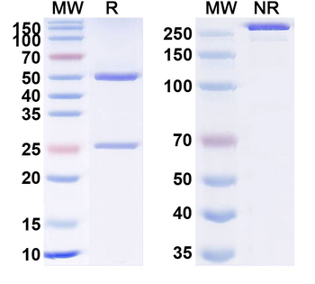 TSLP Human Monoclonal Antibody