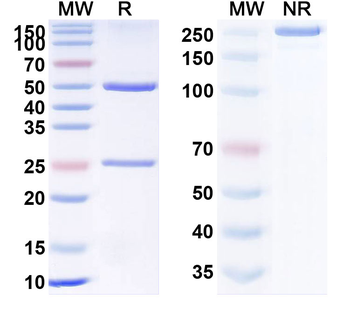 CD357/TNFRSF18/GITR Human Monoclonal Antibody