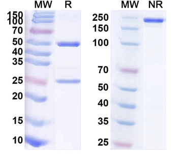 CD366/HAVCR2/TIM-3 Human Monoclonal Antibody