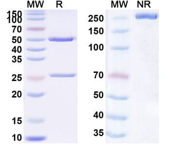 CD366/HAVCR2/TIM-3 Human Monoclonal Antibody