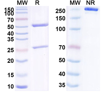 TIE1 Human Monoclonal Antibody