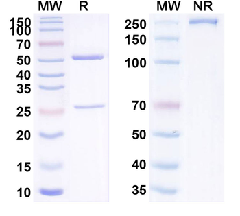 TGFA/TGF-alpha Human Monoclonal Antibody