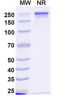 CD71/TFRC Human Monoclonal Antibody