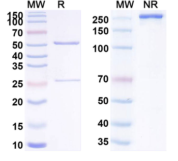 CD71/TFRC Human Monoclonal Antibody