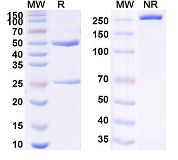 CD71/TFRC Human Monoclonal Antibody