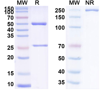 CD142/F3/TF Human Monoclonal Antibody