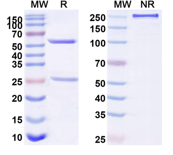 MAPT/Tau/PHF-tau Human Monoclonal Antibody