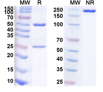 MAPT/Tau/PHF-tau Human Monoclonal Antibody