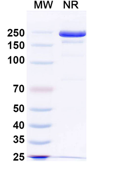 MAPT/Tau/PHF-tau Human Monoclonal Antibody
