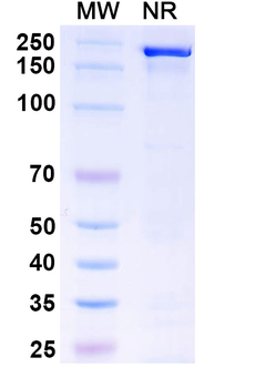 MAPT/Tau/PHF-tau Human Monoclonal Antibody