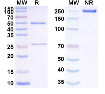 MAPT/Tau/PHF-tau Human Monoclonal Antibody