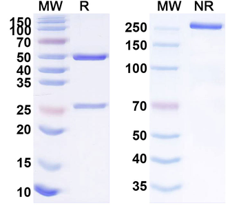 STAT3 Human Monoclonal Antibody