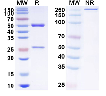 CD172a/SIRPA Human Monoclonal Antibody