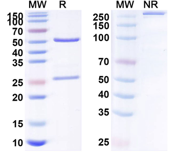 ROR1 Human Monoclonal Antibody